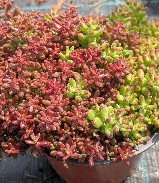 Sedum album 'Roseum' 10,5cm